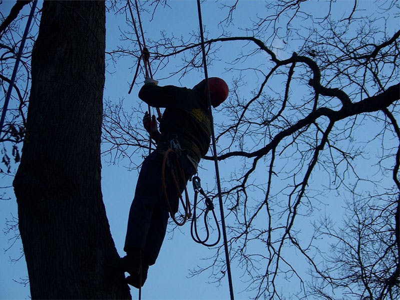 Picture of Kuhn's tree services working